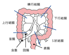 上行結腸・横行結腸・下行結腸・S状結腸・直腸・回腸・虫垂・盲腸の図